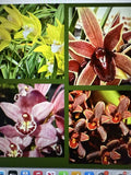 Cymbidium Orchid Seedling - Bare Root - 8 Varieties Available - Your Choice - Cymbidium spp.