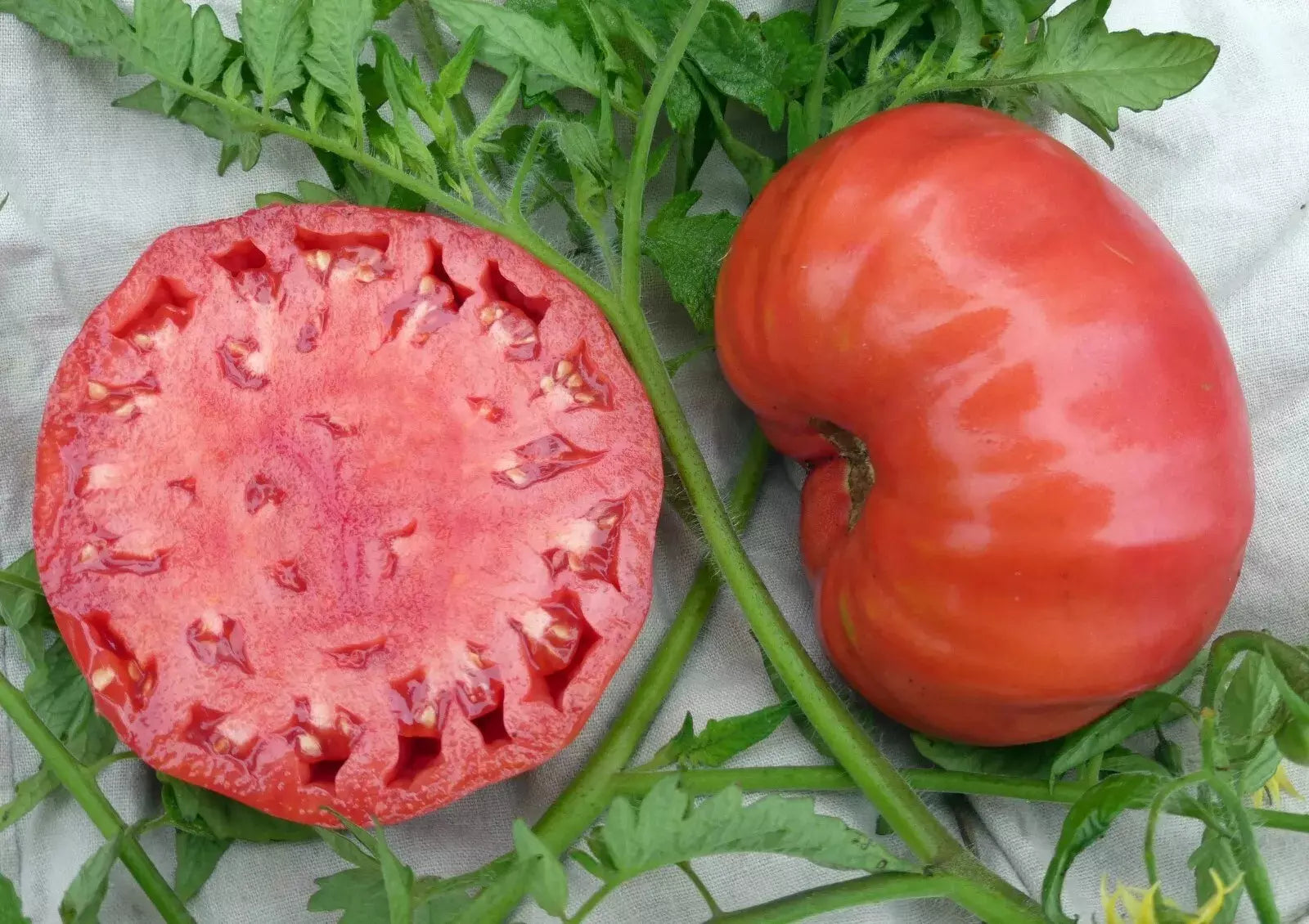 Mortgage Lifter Tomato Seeds - 10+ Heirloom Organic Non-GMO Seeds - Perfect for Home Gardening