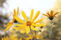 Engelmann's Daisy Seeds - 25+ Seeds - Engelmannia peristenia - Native Wildflower - Free Shipping - US Seller