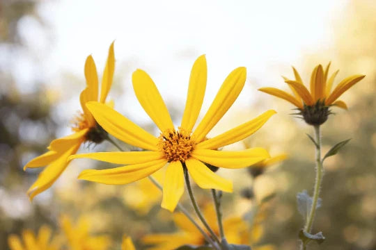 Engelmann's Daisy Seeds - 25+ Seeds - Engelmannia peristenia - Native Wildflower - Free Shipping - US Seller