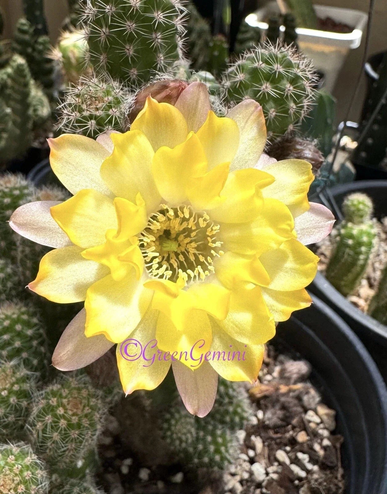 Peanut Cactus Plant - Lincoln Lemon Sorbet - Chamaecereus European Hybrids - Rooted Succulent Plant