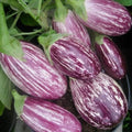 Eggplant Seeds 50+ Heirloom Pandora Striped Rose Non-GMO Vegetable Seeds USA
