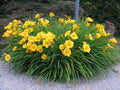 Daylily Bare Root Plants Set of 2 - Stella d'Oro Hemerocallis Live Starter