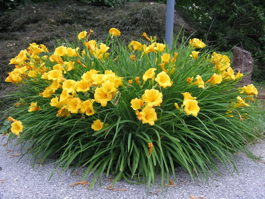 Daylily Bare Root Plants Set of 2 - Stella d'Oro Hemerocallis Live Starter
