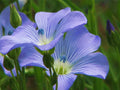 Blue Flax Seed Pack, 1000+ Seeds, Striking Blue Flowers, Linum perenne