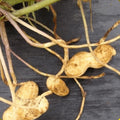 Virginia Jumbo Peanut Seeds - 30+ Fresh Seeds - High-Quality Peanut Seeds for Planting - Arachis hypogaea