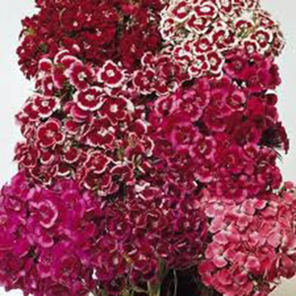 Sweet William Seeds - 100+ Seeds - Colorful Flower Clusters - Dianthus barbatus