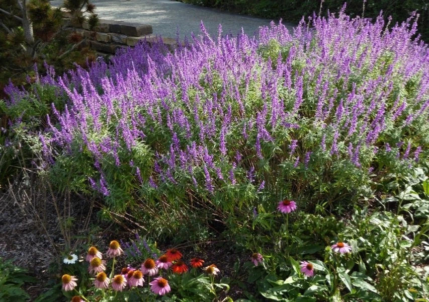 Mexican Sage Live Starter Plant, 'Santa Barbara' Variety, Salvia leucantha, Free Shipping