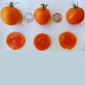 Jaune Flammee Tomato Seeds - 25 Count - Chef Favorite - Lycopersicon esculentum - 2023 Harvest