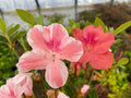 Azalea Starter Plant - Multi Color Peachy Pink Blooms - Rhododendron spp.