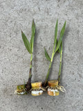 Rooted Sugarcane Cuttings - 3 PCs Sweet Juicy Tropical Plant - Saccharum officinarum