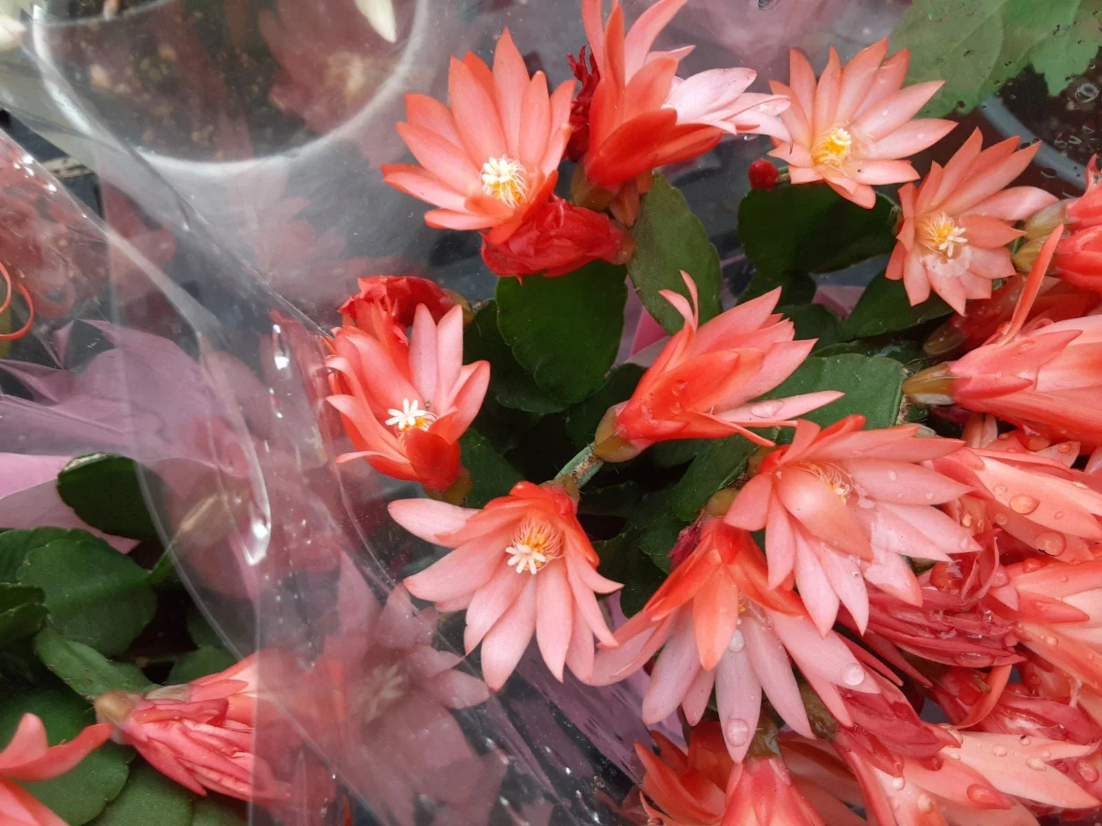 Orange Easter Cactus Cutting - Rhipsalidopsis gaertneri - Indoor Plant Propagation