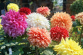 Dahlia Flower Seeds 30 Pack Showtime Showpiece USA Grown Garden Plants