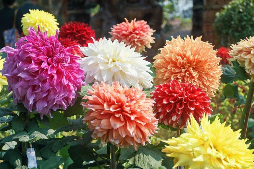 Dahlia Flower Seeds 30 Pack Showtime Showpiece USA Grown Garden Plants