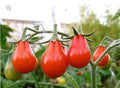 Red Pear Tomato Seeds - Heirloom Non-GMO, Flavorful Variety, Solanum lycopersicum - Tracking Included