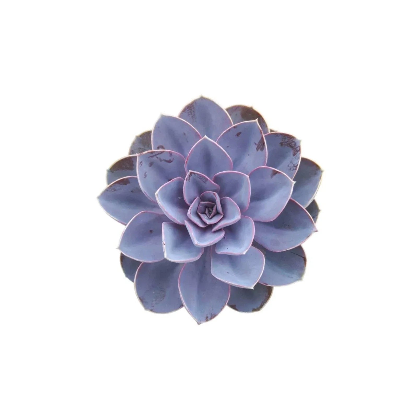 Echeveria Purple Pearl Rooted Starter Plant | Succulent | Colorful Variety | Echeveria 'Purple Pearl'