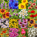 Wildflower Seed Mix 1/2LB Midwestern Regional Colorful Blooms (Bulk) - Native Wildflowers