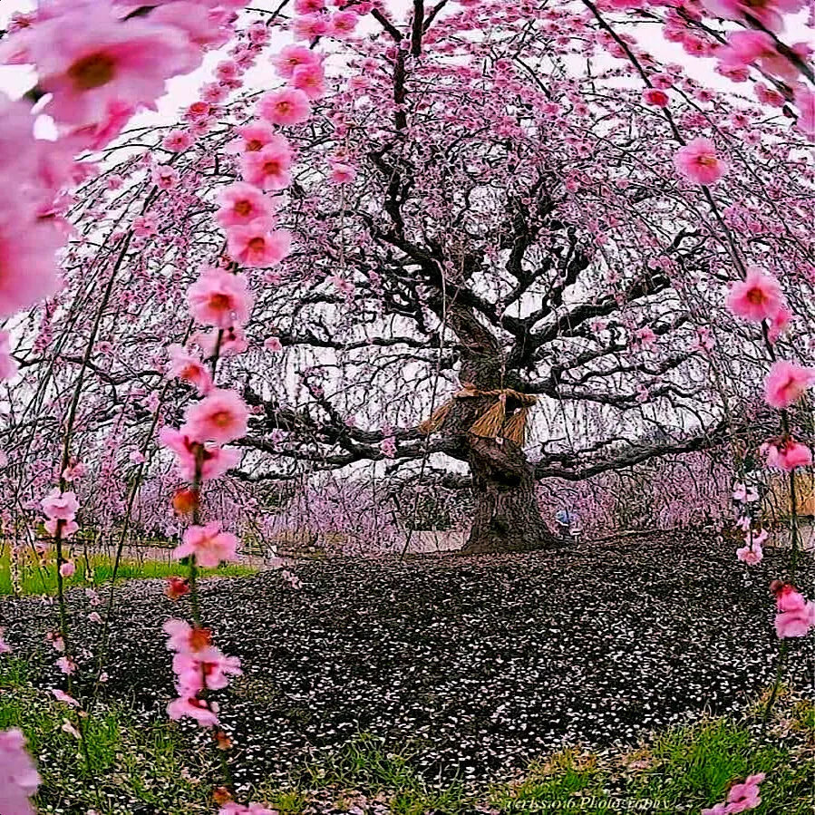 Weeping Sakura Cherry Blossom Flower Tree Seeds - Pendula - Fast Growing, Hardy Variety - Prunus serrulata