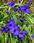 Live Spiderwort Plant - Bluejacket Flower - Tradescantia - Well Rooted for Easy Planting