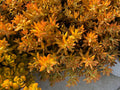 Sedum Cuttings, 3-Pack, Firestorm Variety, 3-4 Inches Long, Succulent Plant, Perfect for Gardening and Arrangements