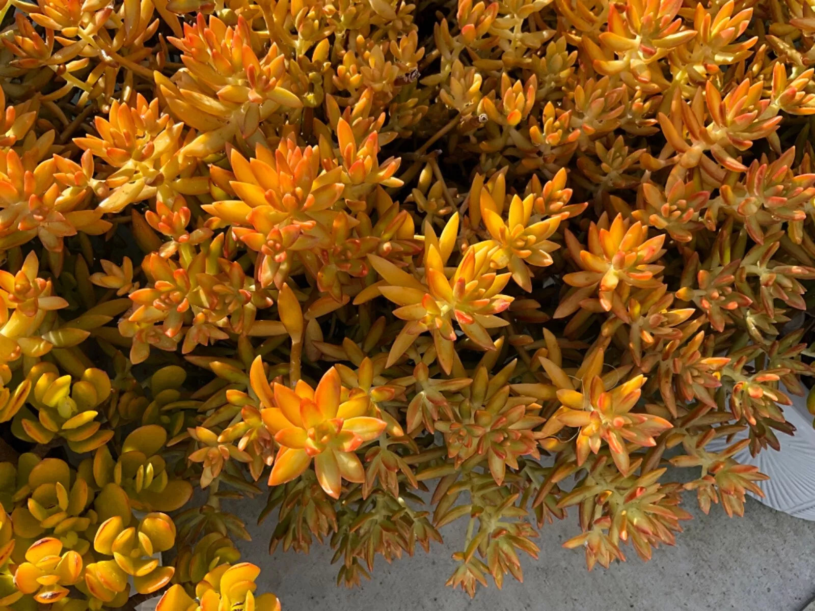 Sedum Cuttings, 3-Pack, Firestorm Variety, 3-4 Inches Long, Succulent Plant, Perfect for Gardening and Arrangements