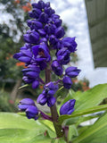 Blue Ginger Plant Cuttings - 3 Count - Dichorisandra Thyrsiflora - Hawaii Grown Tropical Plant Cuttings