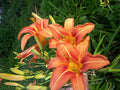 Daylily Starter Plants - 20 Quality Plants - Easy to Grow - Hemerocallis Varieties - Strong Roots, Healthy Leaves