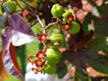 Live Rooted Jatropha Gossypifolia Belly Ache Bush - Starter Plant for Gardens, Medicinal Use, and Home Decor