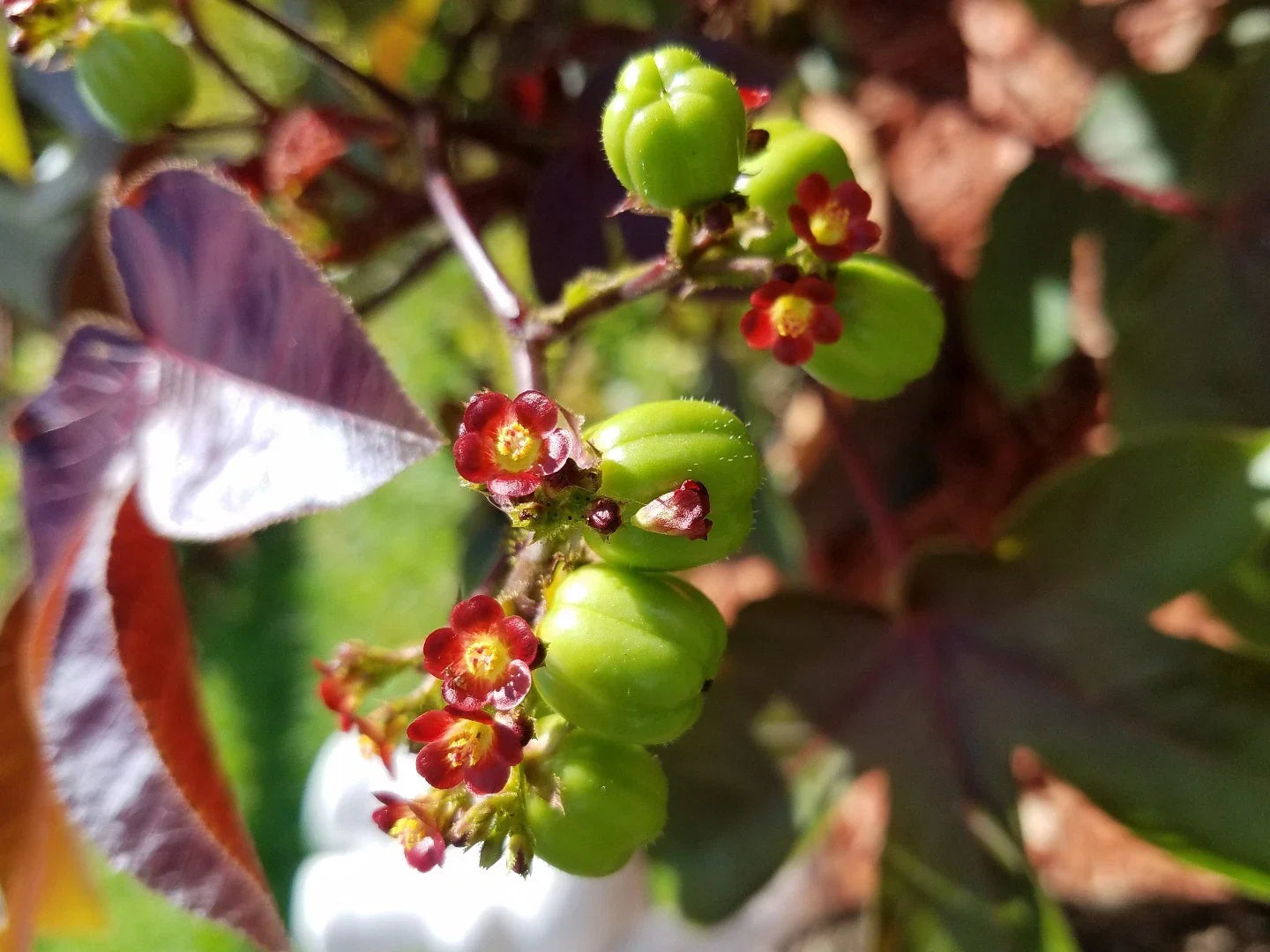 Live Rooted Jatropha Gossypifolia Belly Ache Bush - Starter Plant for Gardens, Medicinal Use, and Home Decor