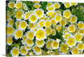 Limnantes Poached Egg Flower Seeds - 50 Pack - Bright Yellow Blooms - Annual Wildflower Seed Mix