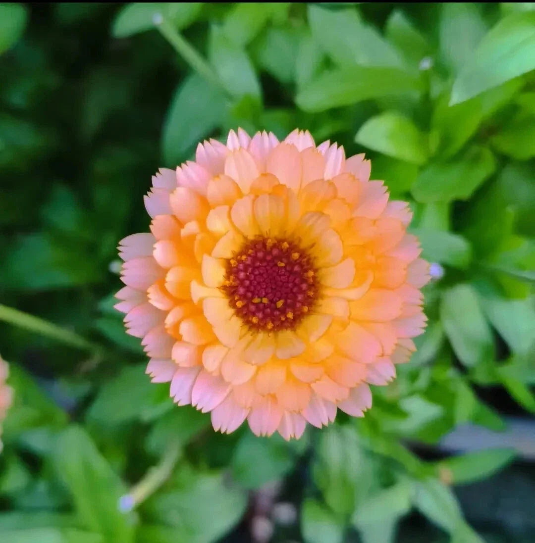 Pink Surprise Marigold Seeds - 25+ Count for Garden Planting - Tagetes erecta - USA - Free Shipping