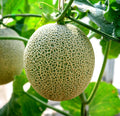 Cantaloupe Seeds (100+ Seeds) - Hale Variety, Non-GMO, Made in USA, Ships from Iowa