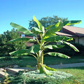 Dwarf Cavendish Banana Tree Seeds - 10 Pack - Musa acuminata - Hardy Tropical Fruit Plant for Home Garden