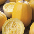 Yellow Spaghetti Squash Seeds | Vegetable Seeds for Fall Winter Garden | Cucurbita pepo
