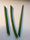 Fernwood Snake Plant Cuttings - 3 Unrooted Clippings - Sansevieria for Indoor Gardening