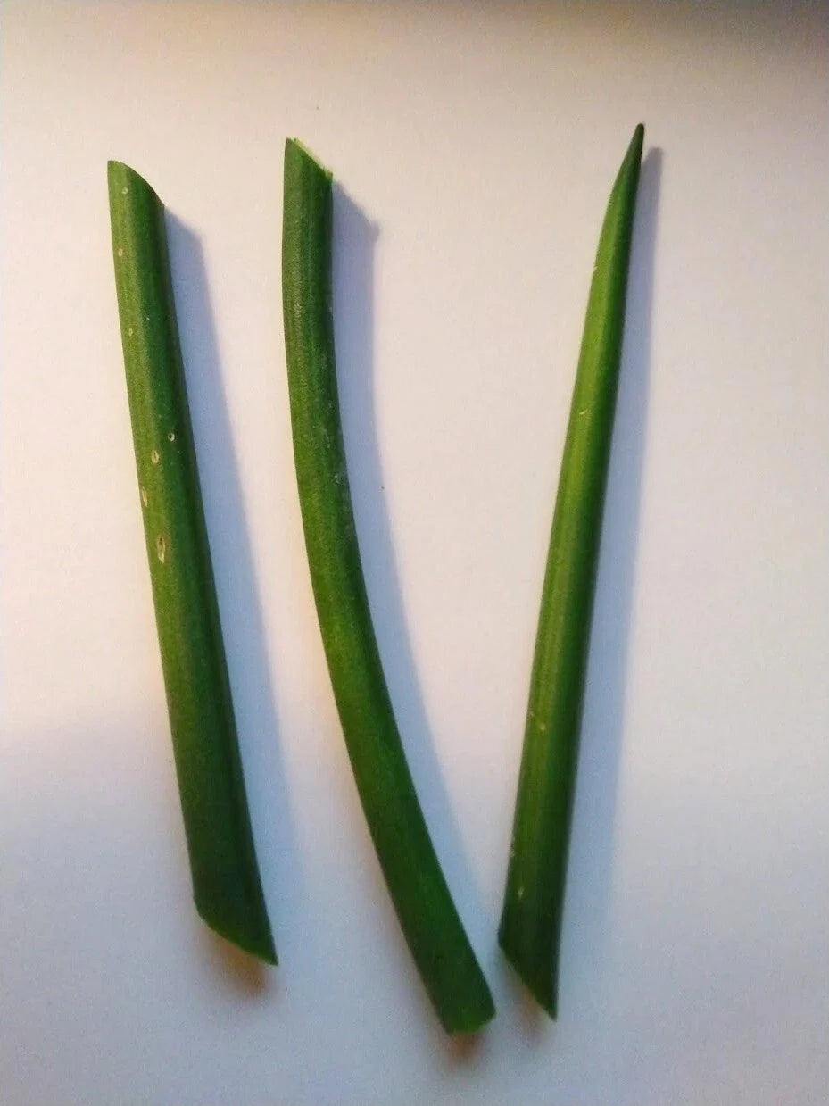 Fernwood Snake Plant Cuttings - 3 Unrooted Clippings - Sansevieria for Indoor Gardening