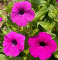 Petunia Seeds - 2000 Count - Shanin Wild Hot Pink - Garden Flower Seeds for Spring - Petunia x atkinsiana