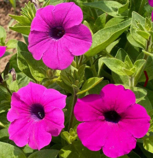 Petunia Seeds - 2000 Count - Shanin Wild Hot Pink - Garden Flower Seeds for Spring - Petunia x atkinsiana