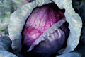 Red Acre Cabbage Seeds - 50 Organic Heirloom Non-GMO Vegetable Seeds for Easy Garden Growing - Brassica oleracea
