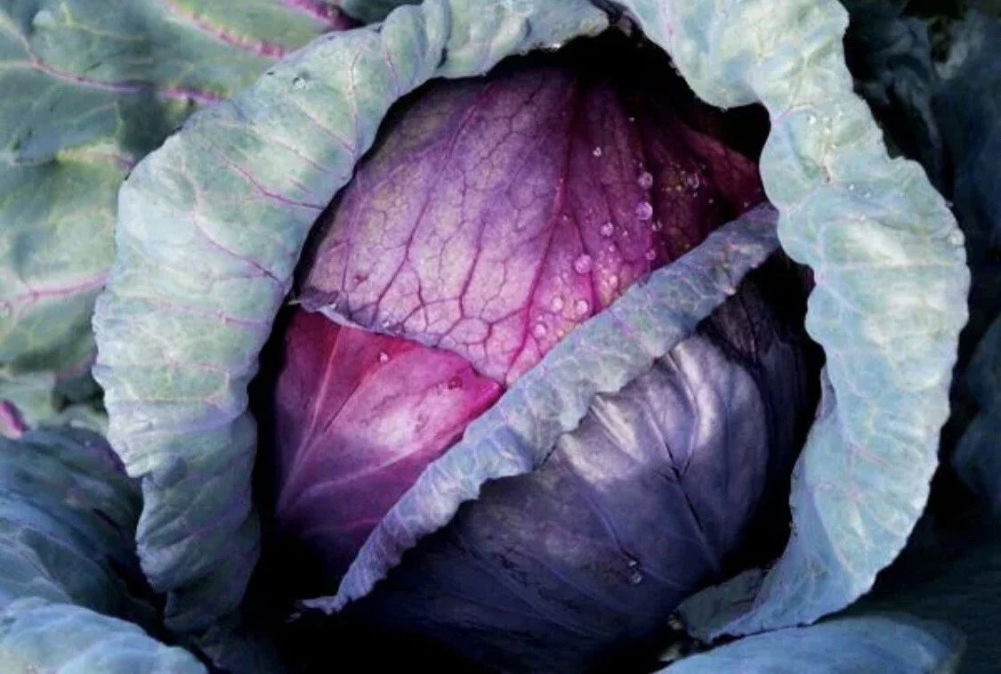 Red Acre Cabbage Seeds - 50 Organic Heirloom Non-GMO Vegetable Seeds for Easy Garden Growing - Brassica oleracea