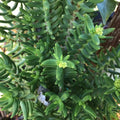 Mini Pine Tree Cuttings Succulent Bonsai - 4 Pack - Perfect for Indoor Gardening - Pinus spp.