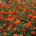 Tango Cosmos Seeds - 200+ Pack for Garden Planting - Colorful Flowers - Cosmos bipinnatus - Free Shipping USA