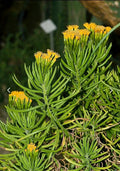 Senecio barbertonicus Cuttings - 10 Lemon Bean Bush Live Plant Cuttings - No Roots, Indoor/Outdoor Succulent Plant