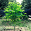 Moringa Seeds for Planting - 50+ Non-GMO Fast Growing Tree Seeds - Moringa Oleifera - USA