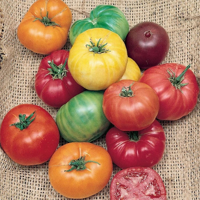 Rainbow Beefsteak Tomato Seeds - Heirloom, Organic, Non-GMO - 30+ Seeds - Perfect for Home Gardening