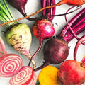 Rainbow Mix Beet Seeds - 5 Species Blend - Colorful Vegetable Garden - Beta vulgaris