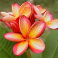 Orange Pink Plumeria Seeds - 5 Pack Hawaiian Perennial Flower Lei (Plumeria spp.)