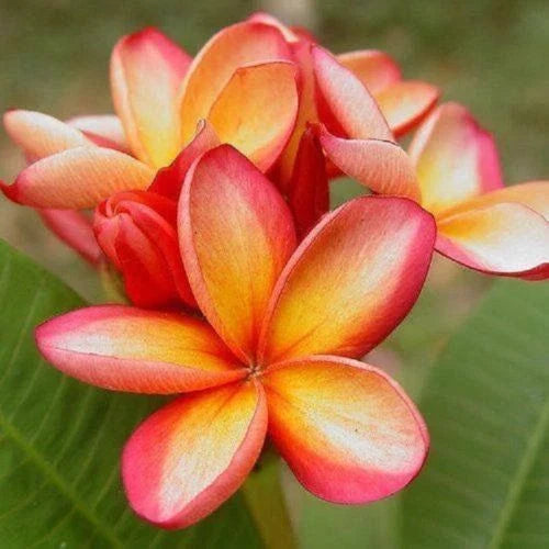 Orange Pink Plumeria Seeds - 5 Pack Hawaiian Perennial Flower Lei (Plumeria spp.)