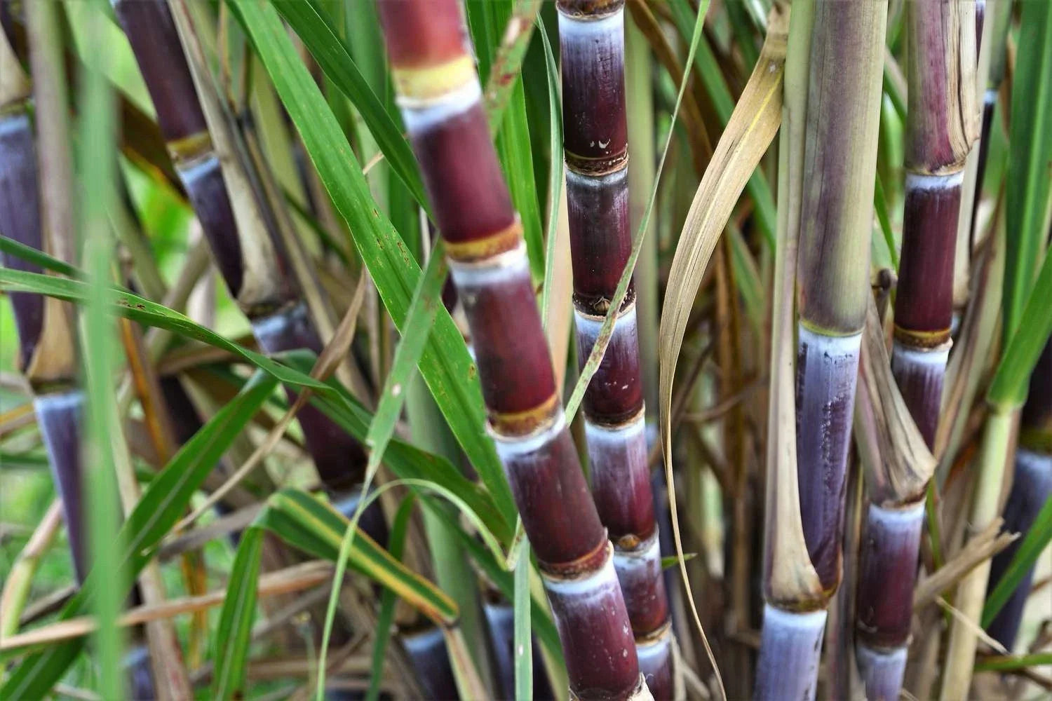 Sugarcane Cuttings - 3 Pieces with Multiple Nodes - Sweet Varietal - Saccharum officinarum