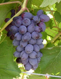 Fredonia Grape Plant - Live Rooted Starter - Black/Blue, Zones 5-8, Self-Pollinating, Early Ripening - Vitis labrusca